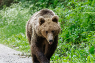 un urs a ajuns intr o localitate aflata la cativa kilometri de bucuresti localnicii au fost alertati ce spune prefectura ilfov 6a4e441378760