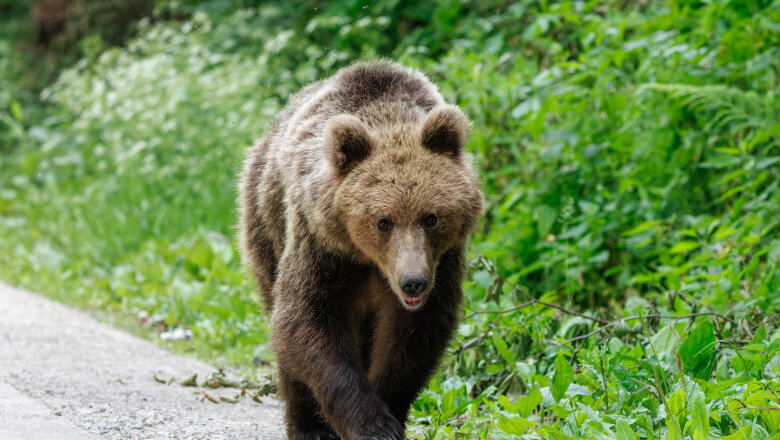 un urs a ajuns intr o localitate aflata la cativa kilometri de bucuresti localnicii au fost alertati ce spune prefectura ilfov 6a4e441378760