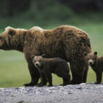 urs semnalat in baia mare a fost emis mesaj ro alert iar echipajele de interventie intervenit in zona 6a537c1a796b2