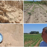 video arsita face prapad in sahara olteniei culturi intregi in pericol din cauza temperaturilor extreme e dezastru 6a44a73ecd4da