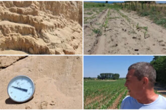 video arsita face prapad in sahara olteniei culturi intregi in pericol din cauza temperaturilor extreme e dezastru 6a44a73ecd4da