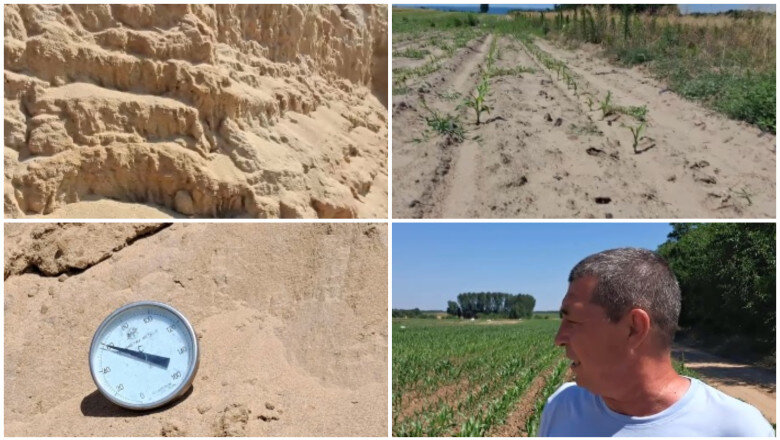 video arsita face prapad in sahara olteniei culturi intregi in pericol din cauza temperaturilor extreme e dezastru 6a44a73ecd4da