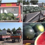 video dezamagire printre cultivatorii de pepeni din dabuleni dupa ce pretul a scazut la jumatate fata de 2025 cat costa acum kilogramul 6a4cc88b7b38b