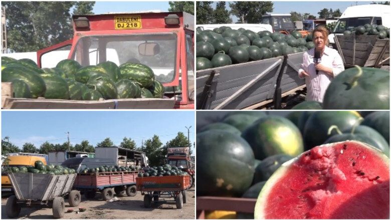 video dezamagire printre cultivatorii de pepeni din dabuleni dupa ce pretul a scazut la jumatate fata de 2025 cat costa acum kilogramul 6a4cc88b7b38b
