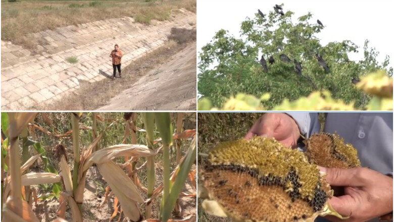 video inseamna saracie curata cum afecteaza seceta extrema si invazia de ciori recoltele romaniei pierderi uriase si disperare la sate 6a698339b841c