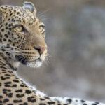 video momentul in care un leopard a intrat intr un magazin de bauturi alcoolice din india 6a5fe6460fccb