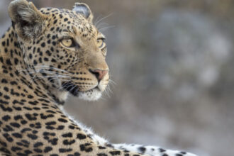 video momentul in care un leopard a intrat intr un magazin de bauturi alcoolice din india 6a5fe6460fccb