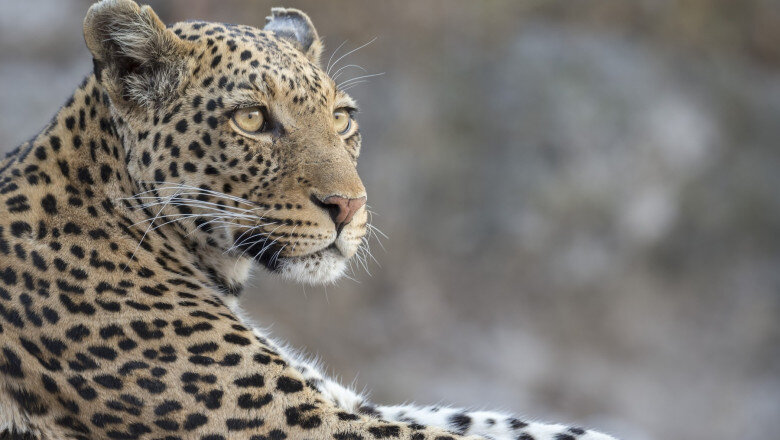 video momentul in care un leopard a intrat intr un magazin de bauturi alcoolice din india 6a5fe6460fccb