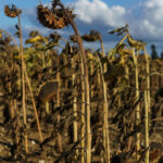 recolte catastrofale in europa valurile de caldura si seceta provoaca o criza fara precedent pentru fermieri 6a835f2804f80