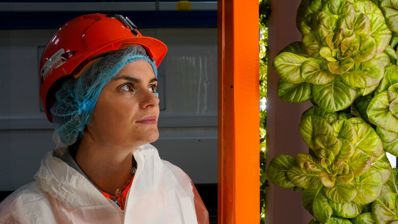 salata cultivata in subteran si ferme la peste 1 000 de metri adancime cum incearca cercetatorii britanici sa rezolve criza alimentara 6a89f6dd1fd03