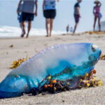 teroarea plutitoare a invadat plajele din europa cum ajung aceste animale veninoase tot mai des in mediterana si atlanticul de nord 6a89ccab81aa7