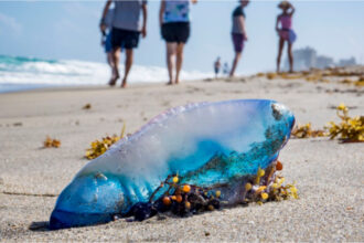 teroarea plutitoare a invadat plajele din europa cum ajung aceste animale veninoase tot mai des in mediterana si atlanticul de nord 6a89ccab81aa7