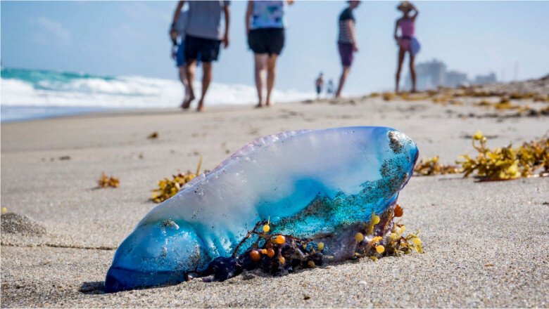 teroarea plutitoare a invadat plajele din europa cum ajung aceste animale veninoase tot mai des in mediterana si atlanticul de nord 6a89ccab81aa7