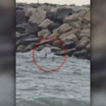 video alerta la costinesti o drona de tip gerbera a fost gasita in mare anuntul mapn 6a8b1e2ca4c84