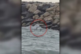 video alerta la costinesti o drona de tip gerbera a fost gasita in mare anuntul mapn 6a8b1e2ca4c84