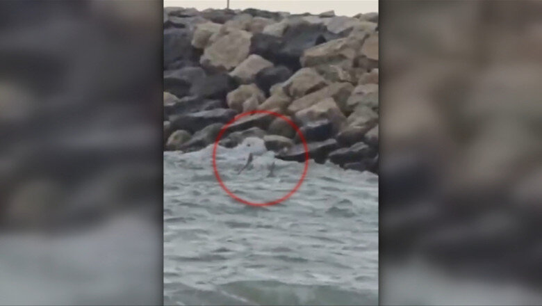 video alerta la costinesti o drona de tip gerbera a fost gasita in mare anuntul mapn 6a8b1e2ca4c84