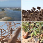 video dezastru agricol in sudul romaniei seceta si dunarea secata lasa fermierii fara recolta si fara bani nu se mai poate face nimic 6a8680c0abb87