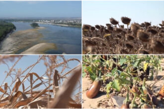 video dezastru agricol in sudul romaniei seceta si dunarea secata lasa fermierii fara recolta si fara bani nu se mai poate face nimic 6a8680c0abb87
