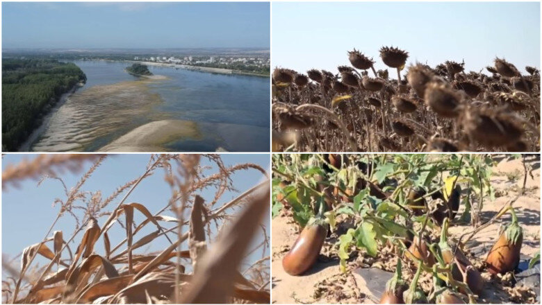 video dezastru agricol in sudul romaniei seceta si dunarea secata lasa fermierii fara recolta si fara bani nu se mai poate face nimic 6a8680c0abb87
